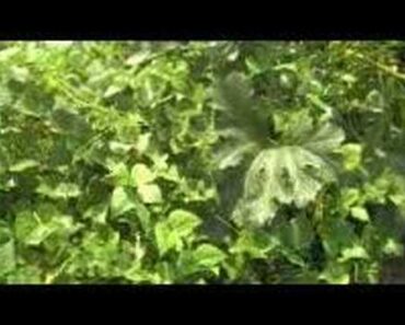 Survival Gardening Part 5, economic collapse, peak oil, SHTF