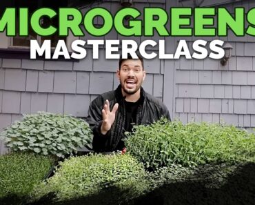 How to Grow Microgreens from Start to Finish (COMPLETE GUIDE)
