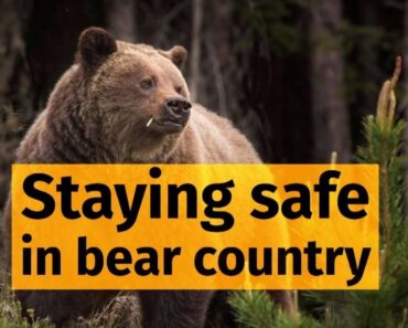 🔥  How to Survive a Bear Attack #WildernessSurvival  #PrepperSkills #SurvivalStories