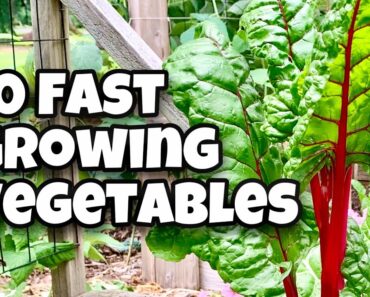 10 Fast Growing Vegetables You Can Harvest in 30 Days Or Less