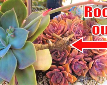 How long can a succulent survive without soil or water?