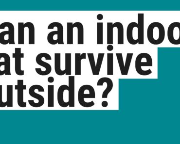 Can an indoor cat survive outside?