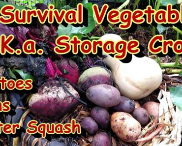 My 5 Picks for Survival or Storage Vegetables – Crops that Last A Long Time Once Harvested