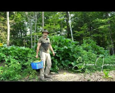 Vegetable Garden in the Forest, July Harvest