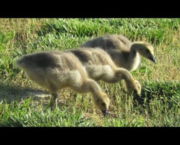 The last Wild Goose hatching/gosling update! How many survived on our Southern Illinois farm pond!?