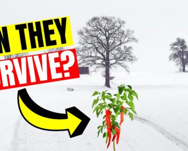 Can pepper plants survive frost?