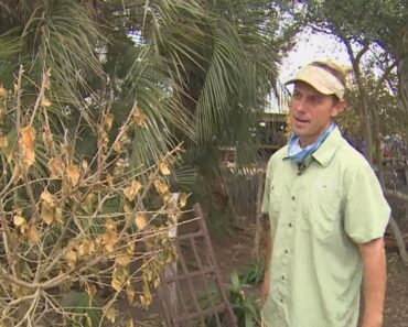 What plants will survive after the winter storm in Texas?