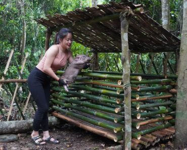 Survival Alone in Rainy Season, Trapping Catch Wild Boar to Raise – OFF GRID LIVING Ep.28