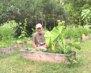 Hot Summer Garden Survival Tips