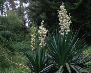 Using plants for personal hygiene in the wilderness