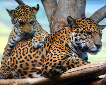 Surviving encounters with wild animals