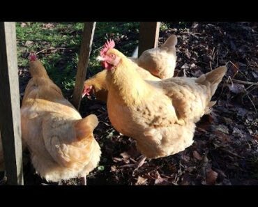 Chicken and Garden Update Winter 2017