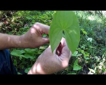 Duck Potato survival food