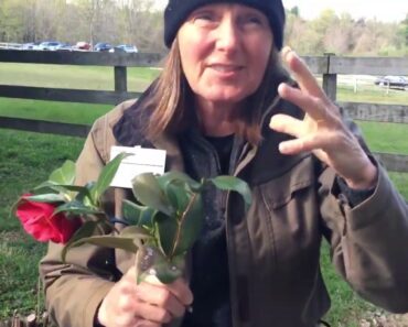 Frost damage: Will my plants survive?