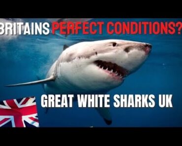 Why BRITAIN is PERFECT for GREAT WHITE SHARKS?