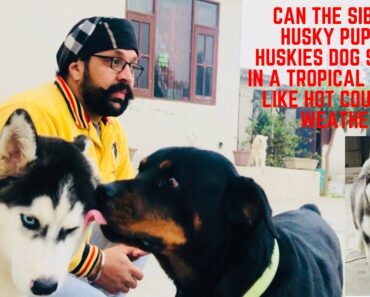 Can the Siberian Husky Puppy | Huskies Dog Survive in a Tropical Climate like Hot Countries Weather?