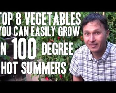 Top 8 Vegetables You Can Easily Grow in 100+ Degree Hot Summers