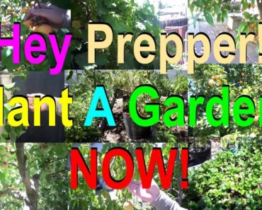 No. 11 – Hey Prepper! Plant A Garden, Now!