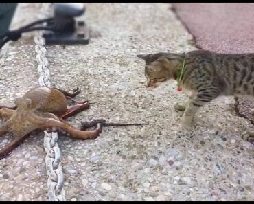 This Is What Happens When an Octopus Meets a Cat