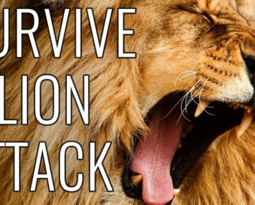Survive A Lion Attack – EPIC HOW TO