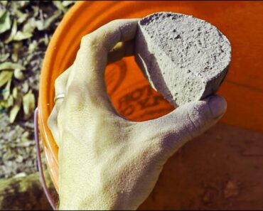 How to Grow the Best Deep South Survival Root Crop [You Never Heard Of]