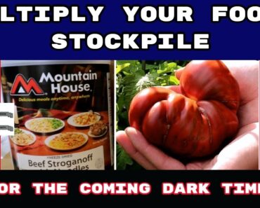 Prepper Food: Secret Tip On How to Easily Save Heirloom Basil Seeds – SHTF Food