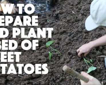 How to Prepare a Garden Bed and Plant Sweet Potatoes