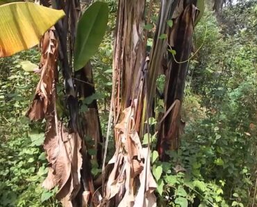 5 Year Old Food Forest in Florida: David The Good's Forest Garden Tour 2015