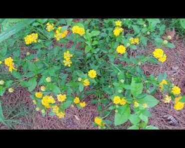 Prepper flower garden. Surprise inside! sharing my flowers with my youtube friends