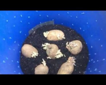 HOA Gardening – How to Grow Potatoes in 5 Gallon Buckets – Prepper/Preparedness