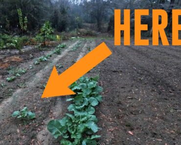 I Need To Make a New Grocery Row Garden! I Need To Make a New Grocery Row Garden!