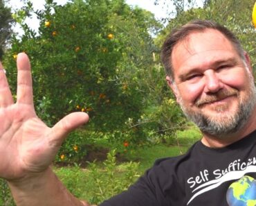 5 Fruit Trees that are too EASY to GROW in the Home Garden 5 Fruit Trees that are too EASY to GROW in the Home Garden