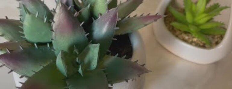 Why low maintenance succulents make for easy houseplants Why low maintenance succulents make for easy houseplants