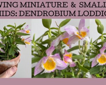 Growing miniature & small orchids: the species orchid Dendrobium loddigesii.