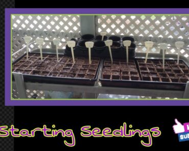 Starting some seedlings for a prepper garden!
