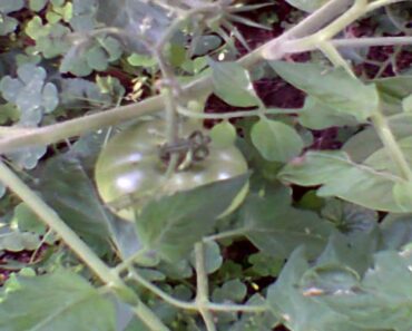 Prepper Mindset SHTF Urban Garden September 2021 Edition