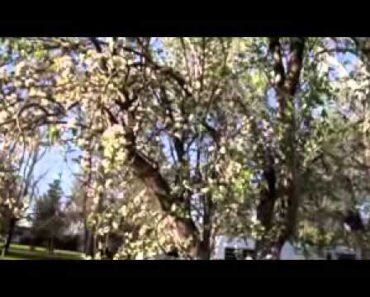 THE SURVIVALIST GARDENER (UPDATE 5b)