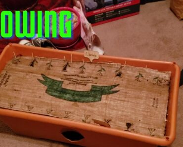 BEGINNER GARDENER ~ PREPPER GARDEN ~ APARTMENT GARDENING