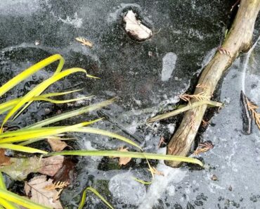 Can goldfish and koi survive a cold Winter in a frozen pond without protection