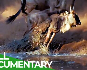 Wildlife Laws: Only the Fastest Will Survive | Free Documentary Nature