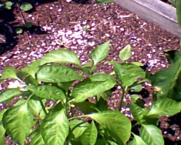 Prepper Mindset SHTF Garden Fail July 2021 Edition