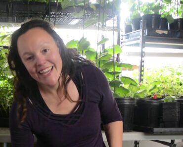 The Prepper's Garden – Vol. 6 – The Mighty Cucumber, aka the truth about cats and love