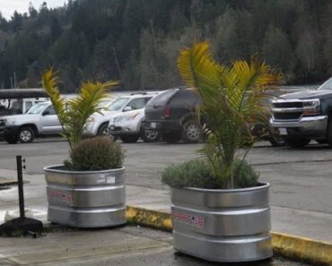 Majesty Palm trees outdoors on Salt Spring Island, will they survive?