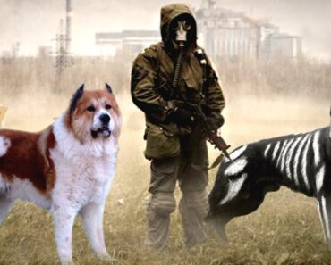 These Are 10 Best Dogs to Survive an Apocalypse