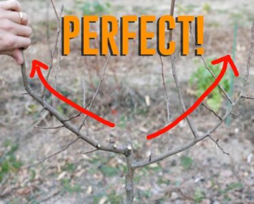 Pruning Trees SMALL and What's Happening in the Good Gardens Right Now!