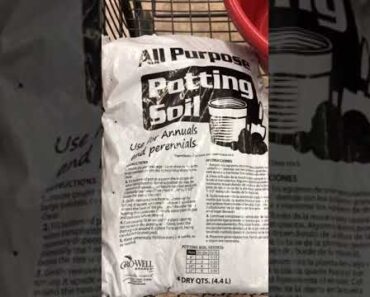 Practical Prepper-Balcony Vegetable Garden Continues