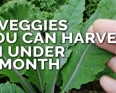 5 Fast Growing Veggies You Can Harvest in Under 1 Month