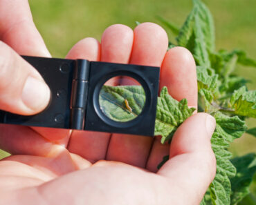 Creating a Pest Management Strategy for Your Homestead