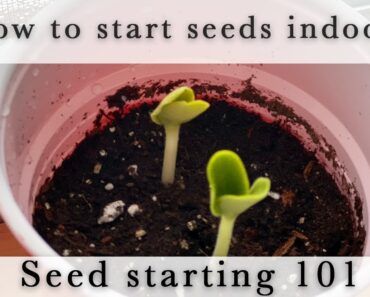 Seed Starting Indoors 101 | Onions Leeks Asparagus Celery Root