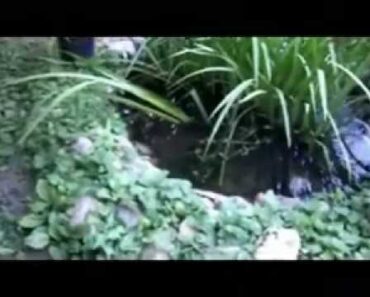 ‪THE SURVIVALIST GARDENER (update 14)‬‏